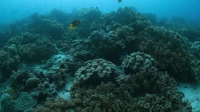 印度尼西亚健康的珊瑚礁视频素材