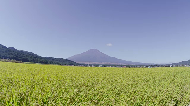 富士山后面的稻田视频素材