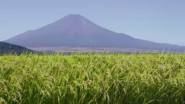 富士山后面的稻田视频素材