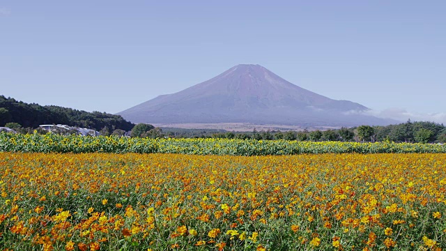 富士山后面的向日葵和硫磺宇宙花田视频素材