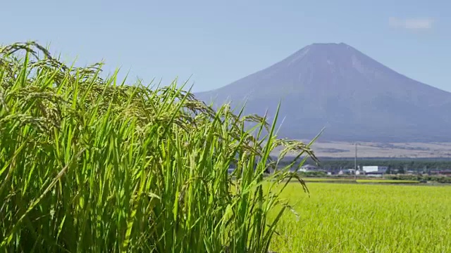 富士山后面的稻田视频素材