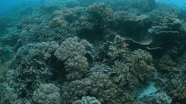 珊瑚礁，热带海视频素材