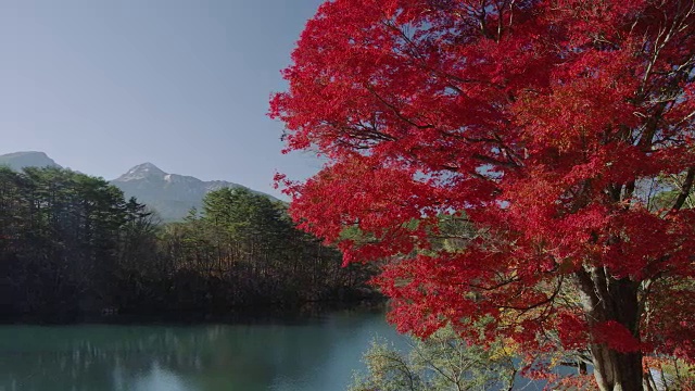 秋天的秋本湖视频素材