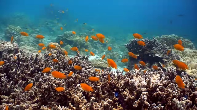 脆弱珊瑚礁生态系统海洋环境中的小热带鱼群。在泰国安达曼海甲米的Koh Haa群岛，珊瑚礁作为保护免受捕食者的侵害。视频素材