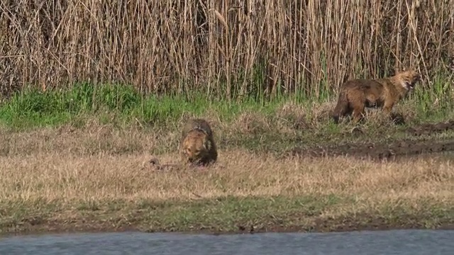 金豺(Canis aureus)视频素材