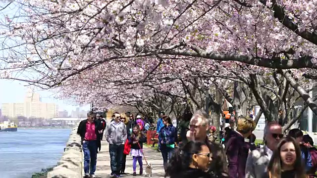 2017年，人们在纽约罗斯福岛一排排樱花树下散步。樱花盛开的背后，可以看到曼哈顿上城区的建筑和皇后大桥。视频素材