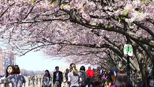 2017年，人们在纽约罗斯福岛一排排樱花树下散步。樱花盛开的背后，可以看到曼哈顿上城区的建筑。视频素材