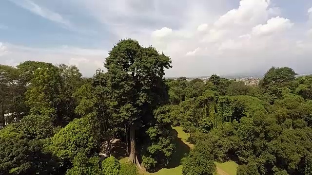 茂物植物园，鸟瞰图，上升视频下载