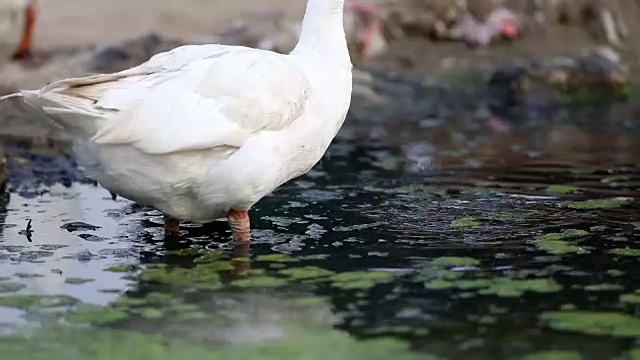 鹅在水里视频素材