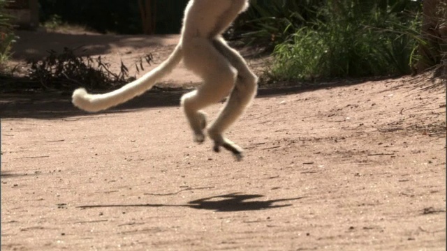 Verreaux的sifaka (Propithecus verreauxi)跃过地面，马达加斯加视频素材