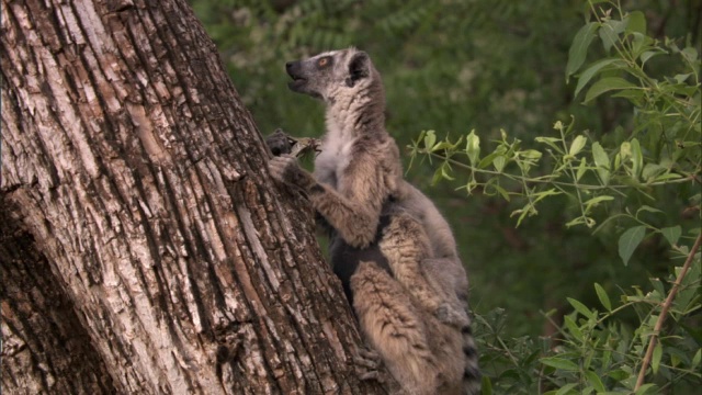 环尾狐猴(狐猴猫)抓食蝉(蝉科)，马达加斯加视频素材