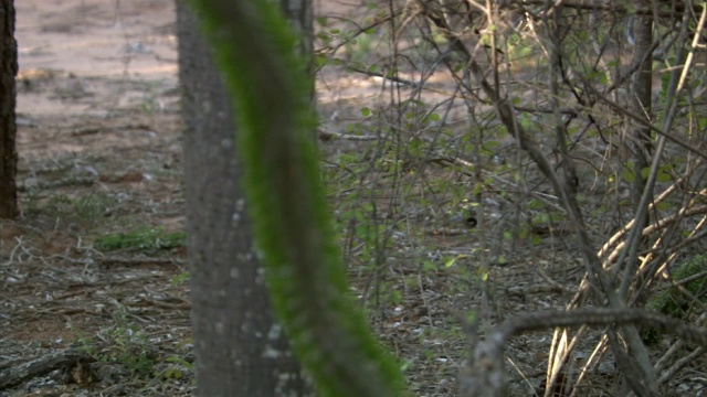 Verreaux的sifaka (Propithecus verreauxi)在地面上跳跃，多刺的森林，马达加斯加视频素材