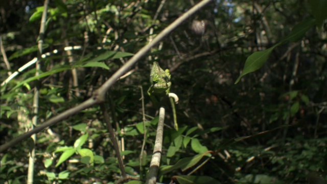 马达加斯加，雄性拉布尔德变色龙(Furcifer labordi)正在蜘蛛上徘徊视频素材