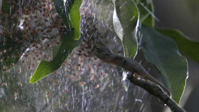 马达加斯加，拉布尔德变色龙宝宝(Furcifer labordi)用舌头捕捉小蜘蛛视频素材