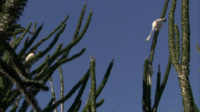 马达加斯加，Verreaux的sifakas (Propithecus verreauxi)在Ocotillo (Alluaudia procera)茎间跳跃视频素材