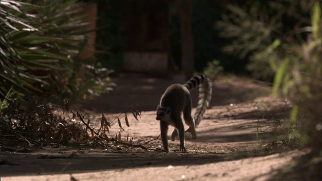 Verreaux的sifakas (Propithecus verreauxi)和环尾狐猴(狐猴catatta)，马达加斯加视频素材