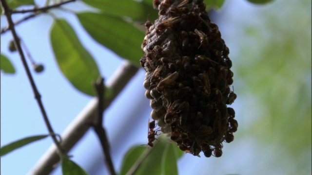 纸黄蜂(Ropalidia)在森林中筑巢，马达加斯加视频素材