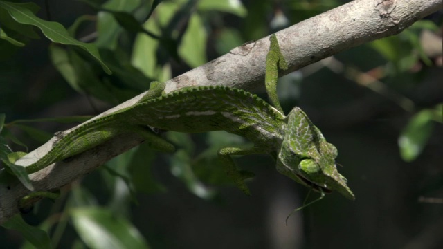 马达加斯加，雄性拉布尔德变色龙(Furcifer labordi)正在努力吃螳螂视频素材