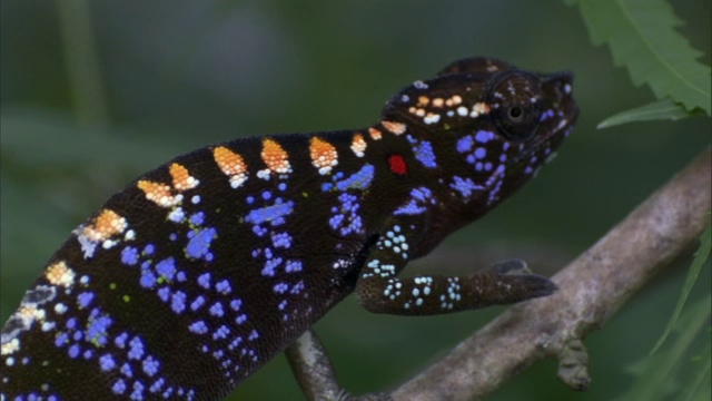 母拉布尔变色龙(Furcifer labordi)在树枝上摇摆，马达加斯加视频素材