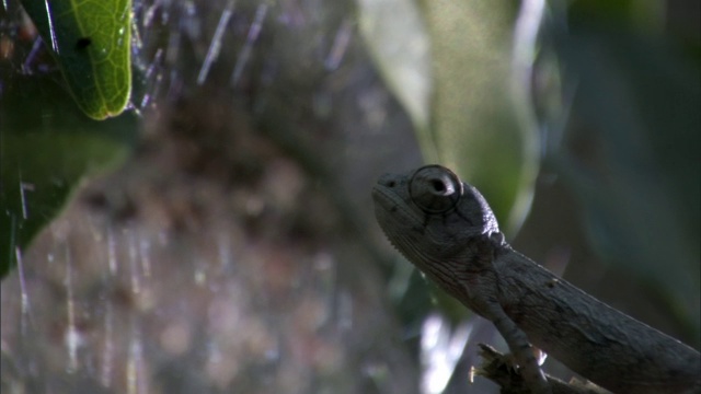 马达加斯加，拉布尔德变色龙宝宝(Furcifer labordi)用舌头捕捉小蜘蛛视频素材