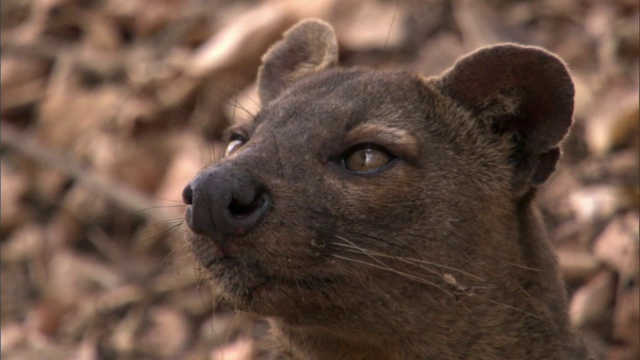 Fossa (Cryptoprocta ferox)环顾四周，马达加斯加视频素材