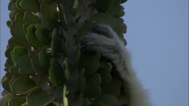 马达加斯加，Verreaux的sifaka (Propithecus verreauxi)的手抓住了Ocotillo (procera)茎视频素材