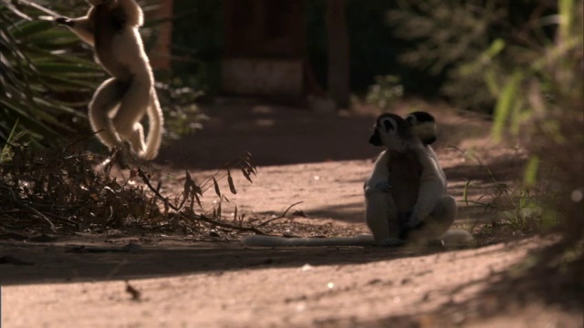 Verreaux的sifaka (Propithecus verreauxi)跃过地面，和其他sifaka坐在一条直线上，马达加斯加视频素材