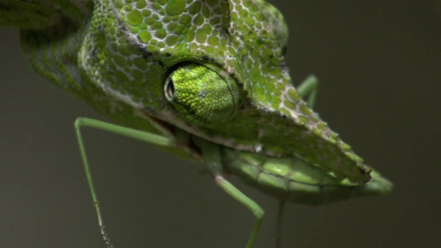 马达加斯加，雄性拉布尔德变色龙(Furcifer labordi)正在努力吃螳螂视频素材