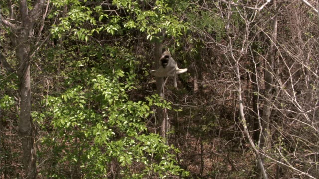 Verreaux的sifaka (Propithecus verreauxi)和婴儿从树上跳跃，马达加斯加视频素材