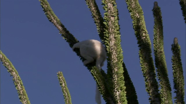 Verreaux的sifakas (Propithecus verreauxi)从Ocotillo (Alluaudia procera)茎跃起，马达加斯加视频素材