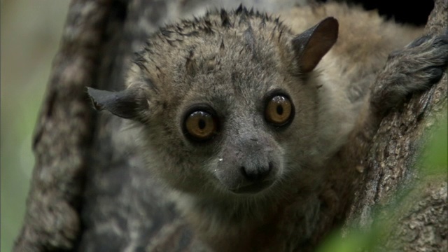 运动狐猴(Lepilemur)环顾四周，马达加斯加视频素材