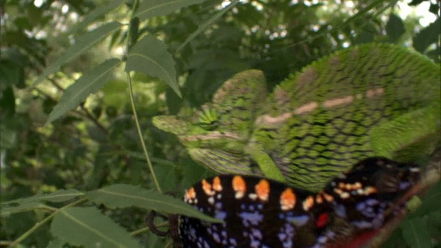 马达加斯加，雄性拉布尔变色龙(Furcifer labordi)追赶愤怒的雌性视频素材