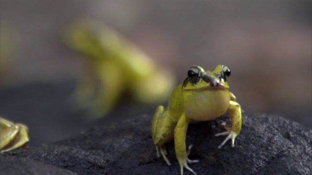 雄性跳蛙(Aglyptodactylus)聚集在一起繁殖，马达加斯加视频素材