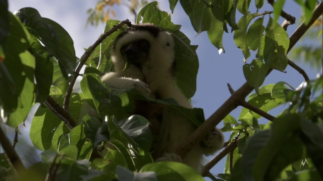 马达加斯加，Verreaux的sifaka (Propithecus verreauxi)在树上吃树叶视频素材