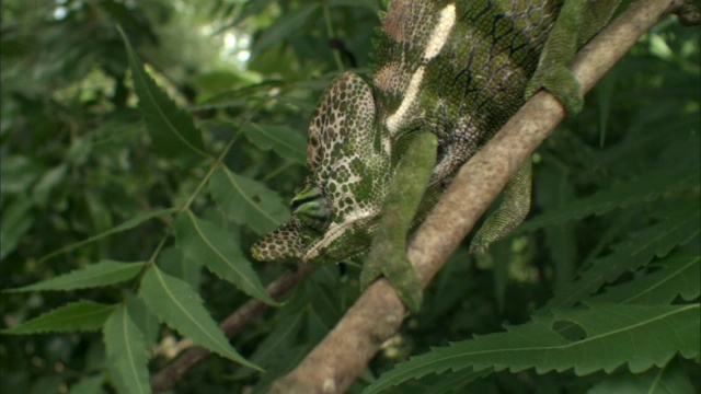 马达加斯加，雄性拉布尔德变色龙(Furcifer labordi)接近愤怒的雌性视频素材