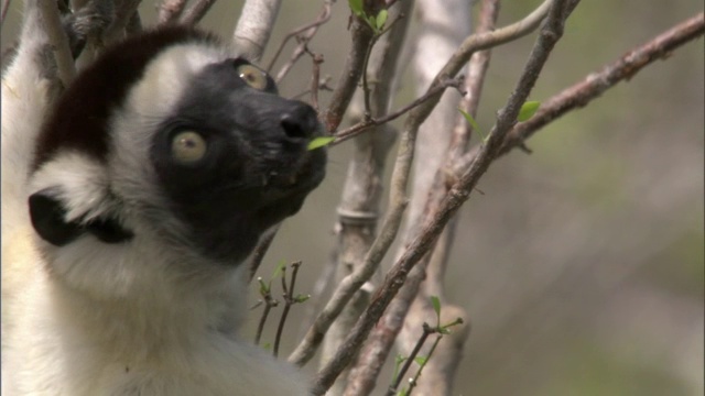 马达加斯加，Verreaux的sifaka (Propithecus verreauxi)在树上吃树叶视频素材