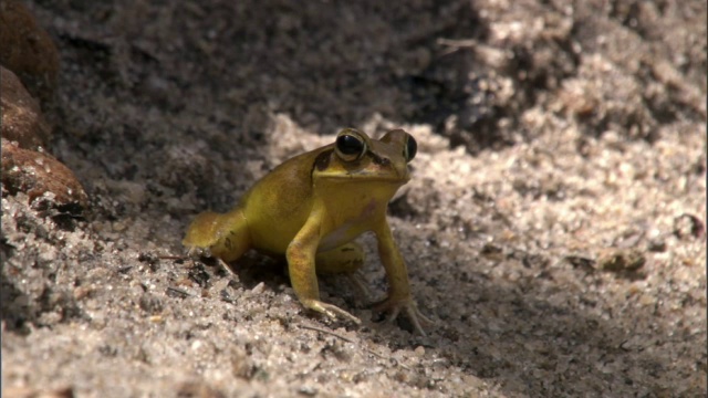 跳跃蛙(Aglyptodactylus)跃过森林池塘，马达加斯加视频素材