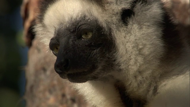 马达加斯加，Verreaux的sifaka (Propithecus verreauxi)懒洋洋地看着周围多刺的森林视频素材