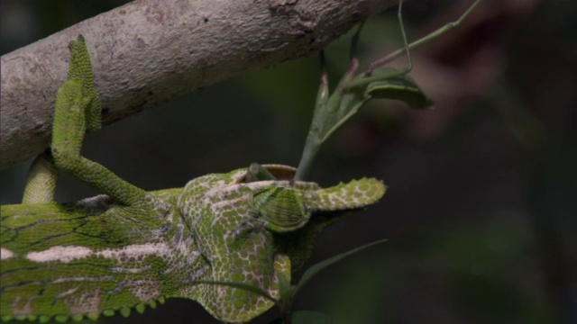 马达加斯加，雄性拉布尔德变色龙(Furcifer labordi)正在努力吃螳螂视频素材