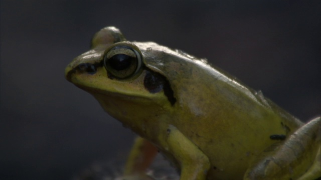 马达加斯加池塘旁的雄性跳蛙(Aglyptodactylus)视频素材