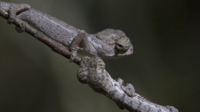 小拉布尔变色龙(Furcifer labordi)在树枝上，马达加斯加视频素材