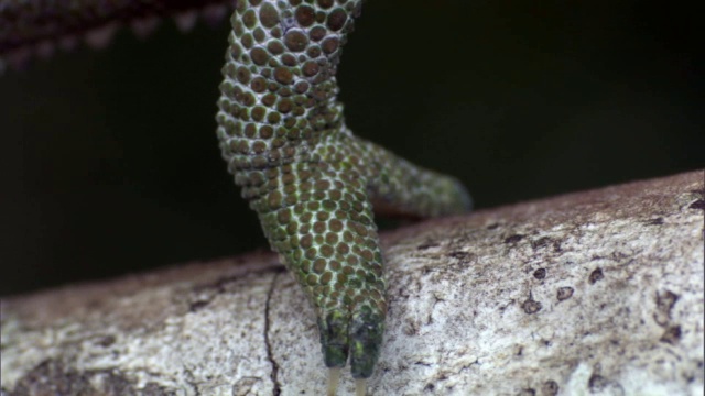 雄性拉布尔德变色龙(Furcifer labordi)从马达加斯加的树枝上抬起脚视频素材