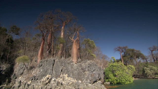 马达加斯加沿海悬崖和猴面包树(Adansonia)森林视频素材