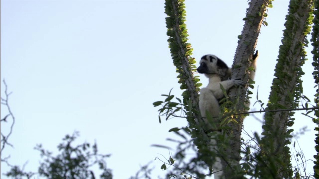 Verreaux的sifaka (Propithecus verreauxi)跳跃在多刺的森林，马达加斯加视频素材