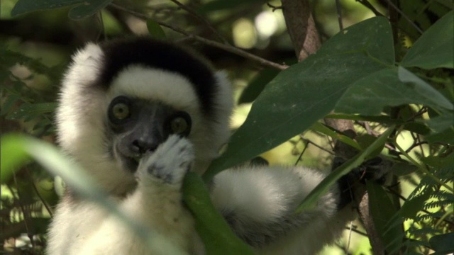 马达加斯加，Verreaux的sifaka (Propithecus verreauxi)在树上吃树叶视频素材