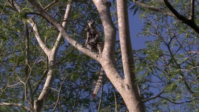 成年和幼环尾狐猴(狐猴猫)爬在树上，马达加斯加视频素材