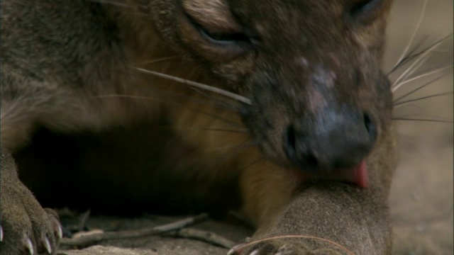 马达加斯加，Fossa (Cryptoprocta ferox)新郎和打哈欠视频素材