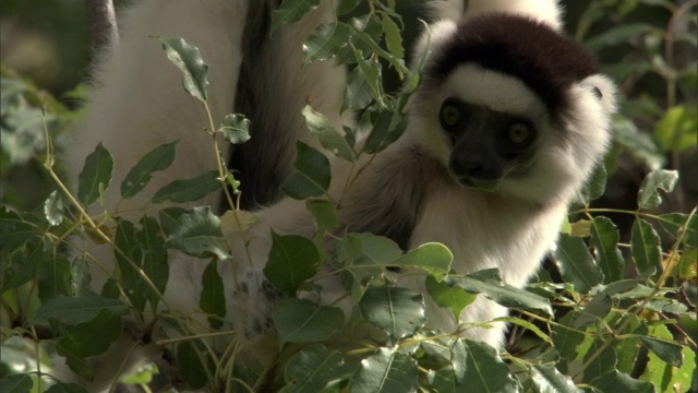 马达加斯加，Verreaux的sifaka (Propithecus verreauxi)在树上摇摆着吃树叶视频素材