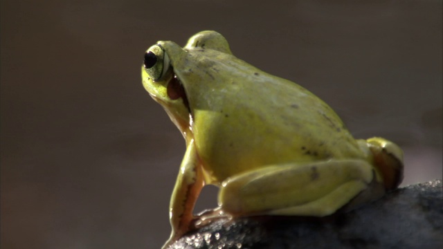 雄性跳蛙(Aglyptodactylus)在水池边鸣叫，马达加斯加视频素材