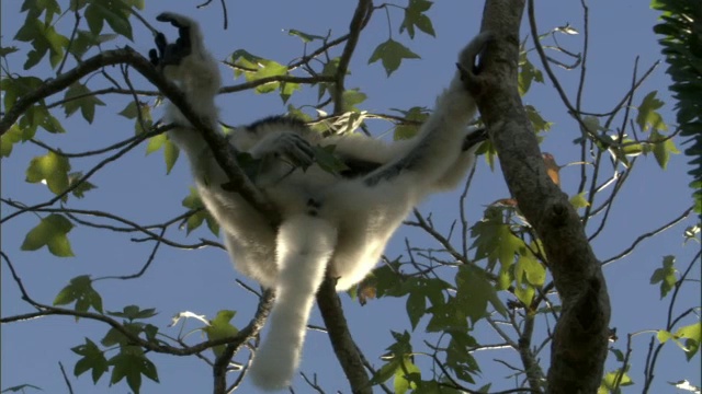 Verreaux的sifaka (Propithecus verreauxi)在一棵树上张开视频素材